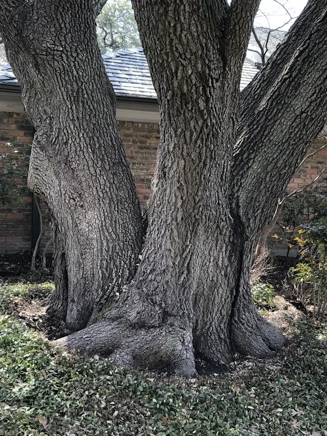 Mature heritage tree close to a Cascade property cared for by certified arborists